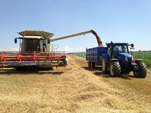 Remolque agrícola tándem de laterales cosechando con tractor New Holland